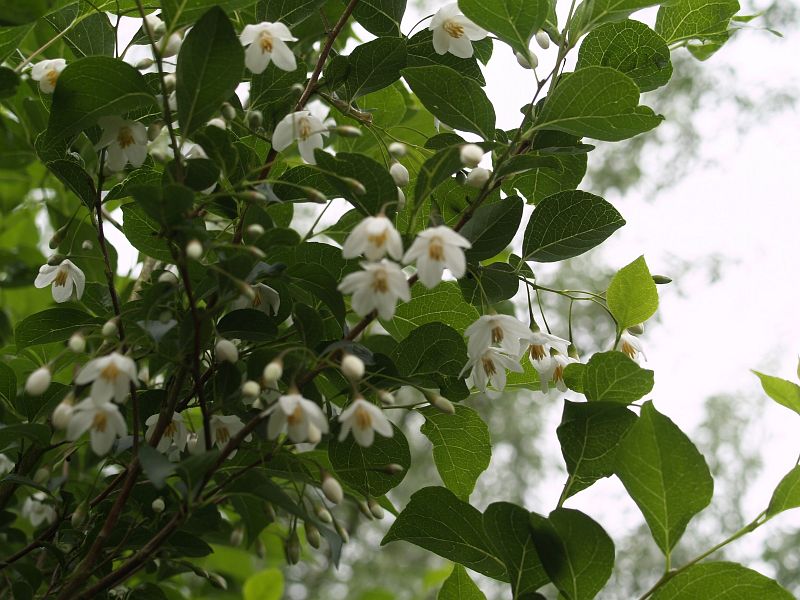 Styrax japonica